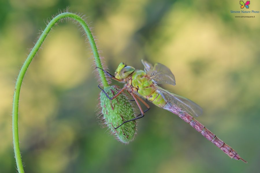 Anax imperator (Leach, 1815)