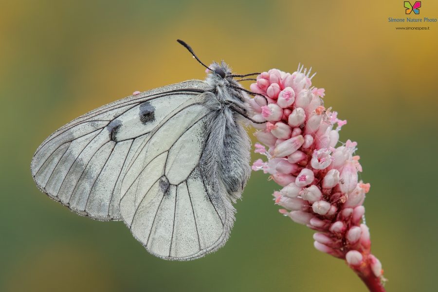 Parnassius (Driopa) mnemosyne (Linnaeus, 1758)
