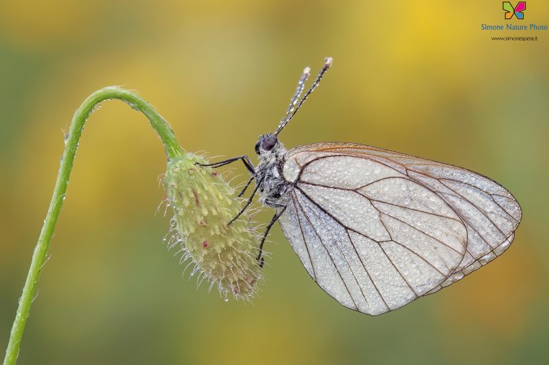 Aporia crataegi (Linnaeus, 1758)