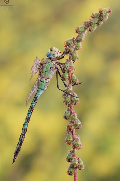 Anax imperator (Leach, 1815)