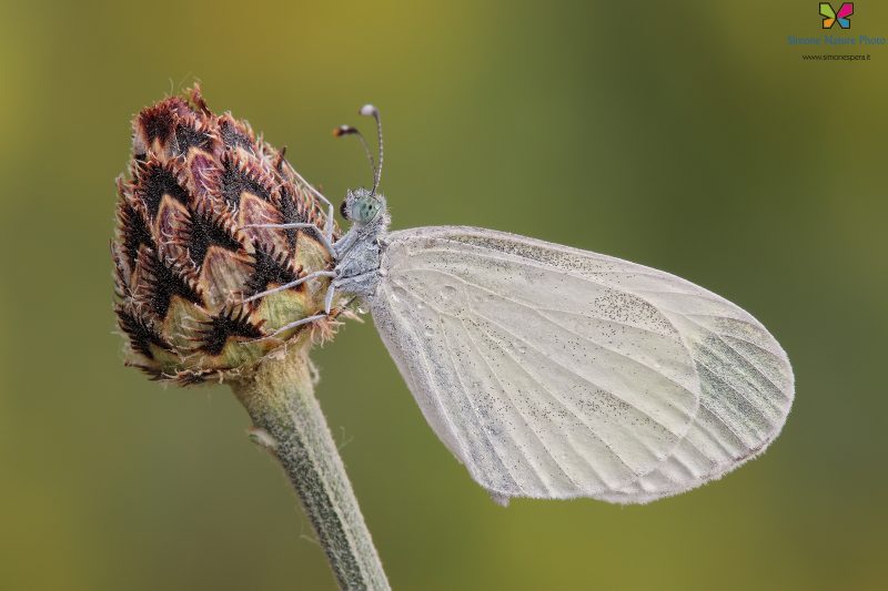 Leptidea sinapis (Linneaus 1758)