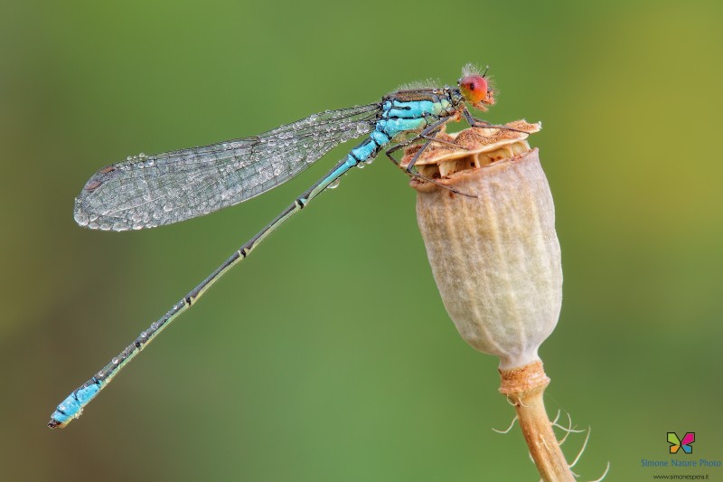 Erythromma viridulum (Charpentier, 1840)
