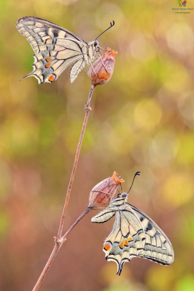 Papilio machaon (Linnaeus, 1758)