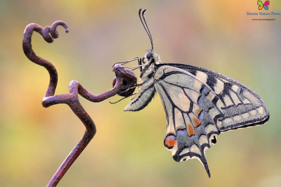 Papilio machaon (Linnaeus, 1758)
