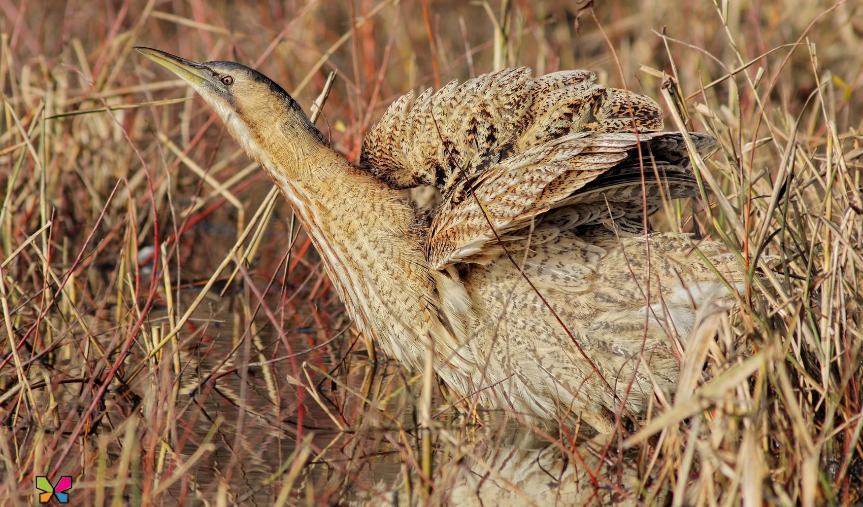 Tarabuso (Botaurus stellaris, Linnaeus, 1758)