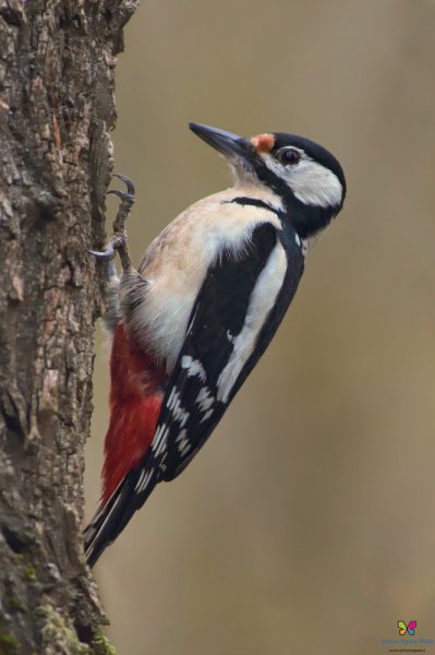 Picchio rosso maggiore (Dendrocopos major)