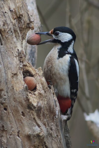 Picchio rosso maggiore (Dendrocopos major)