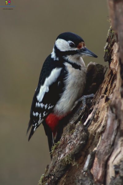 Picchio rosso maggiore (Dendrocopos major)