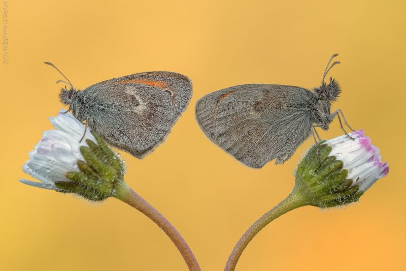 Coenonympha pamphilus (Linnaeus, 1758)