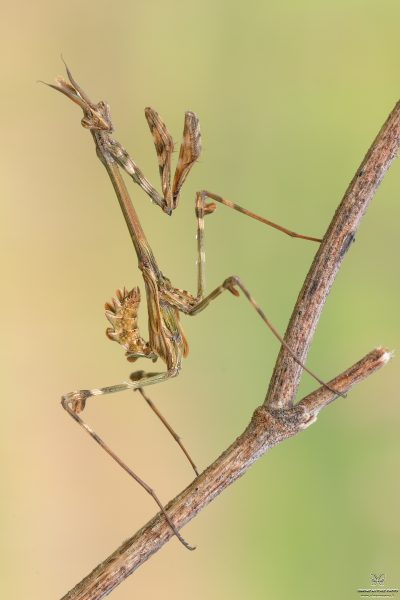 Empusa pennata (Thunberg, 1815)