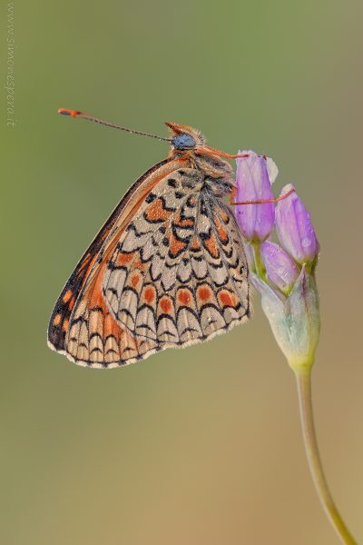 Melitaea phoebe (Denis & Schiffermüller, 1775)