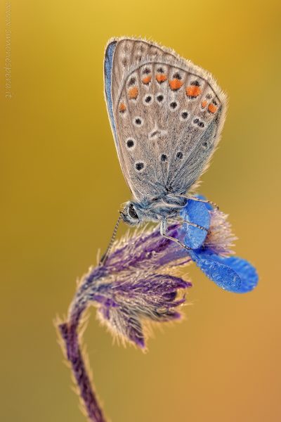Polyommatus icarus (Rottemburg, 1775)
