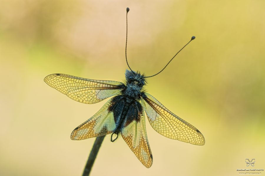 Libelloides coccajus (Denis et Schiffermuller, 1775)