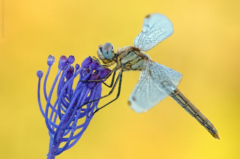 Sympetrum fonscolombii (Selys, 1840)