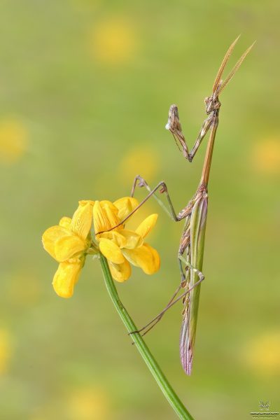 Empusa pennata (Thunberg, 1815)