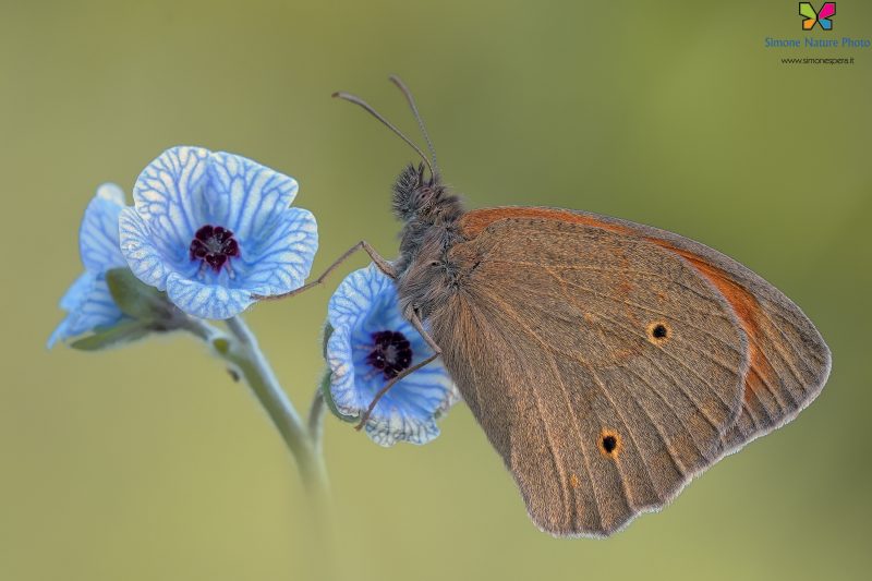 Maniola jurtina (Linnaeus, 1758)