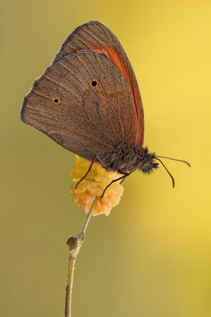 Maniola jurtina (Linnaeus, 1758)