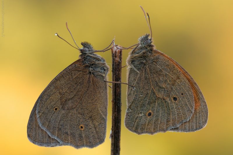 Maniola jurtina (Linnaeus, 1758)