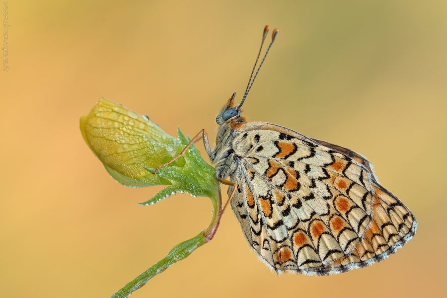 Melitaea phoebe (Denis & Schiffermüller, 1775)