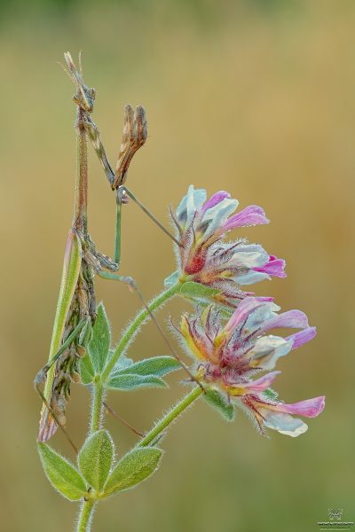 Empusa pennata (Thunberg, 1815)