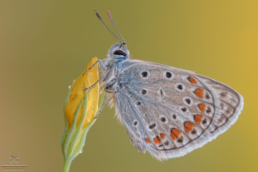 Polyommatus icarus (Rottemburg, 1775)