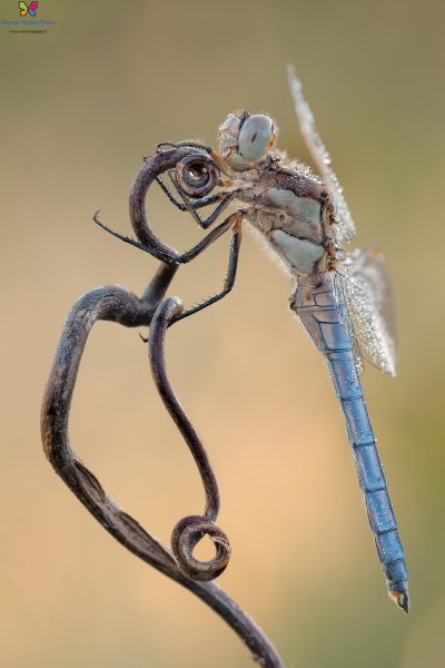 Orthetrum brunneum (Fonscolombe, 1837)
