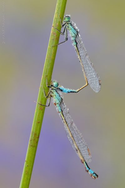 Ischnura elegans (Vander Linden, 1820)