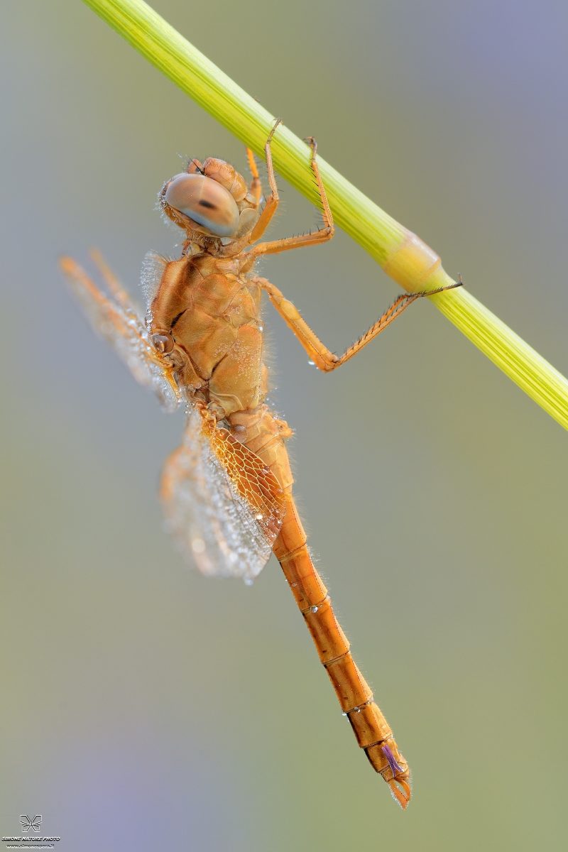 Crocothemis erythraea (Brullé, 1832)