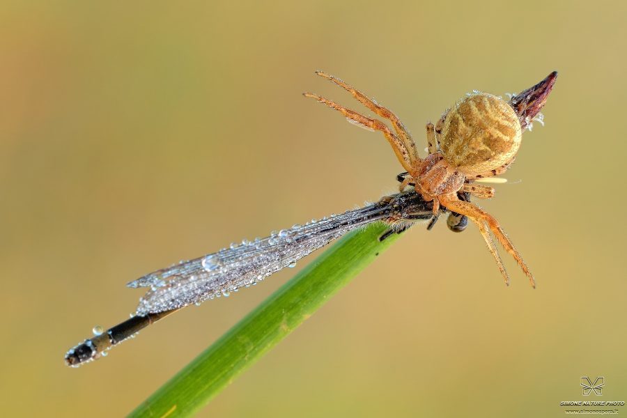 Xysticus sp
