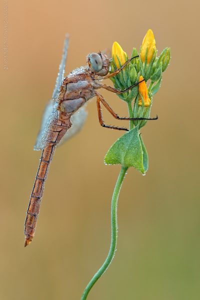 Orthetrum brunneum (Fonscolombe, 1837)