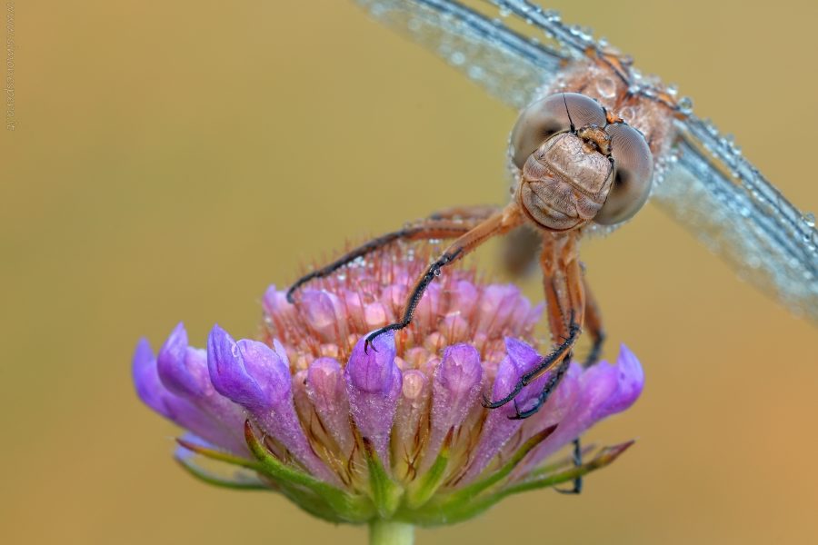Orthetrum brunneum (Fonscolombe, 1837)