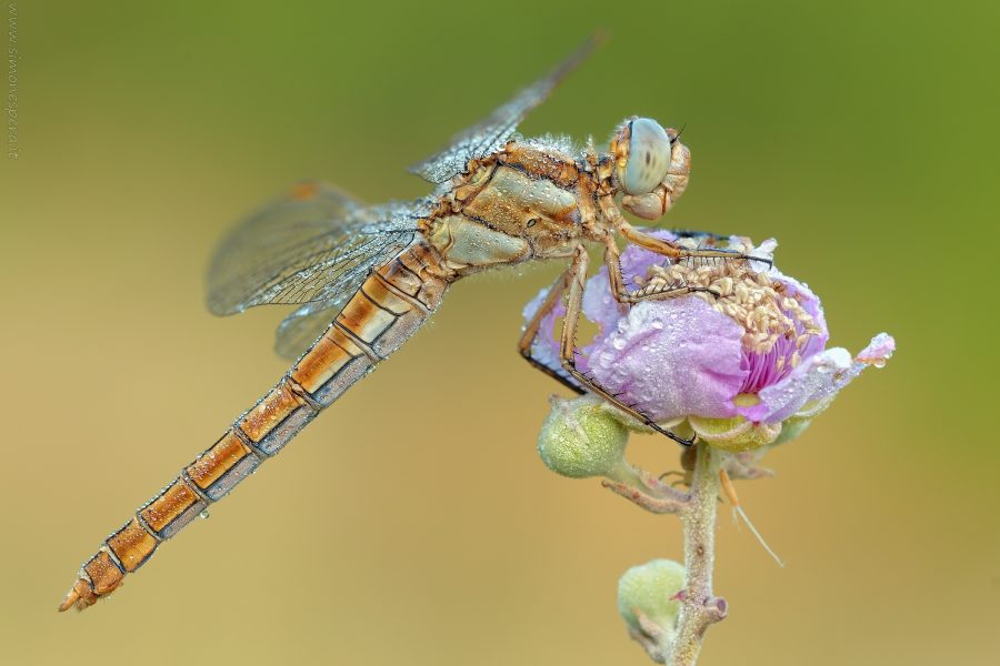 Orthetrum brunneum (Fonscolombe, 1837)