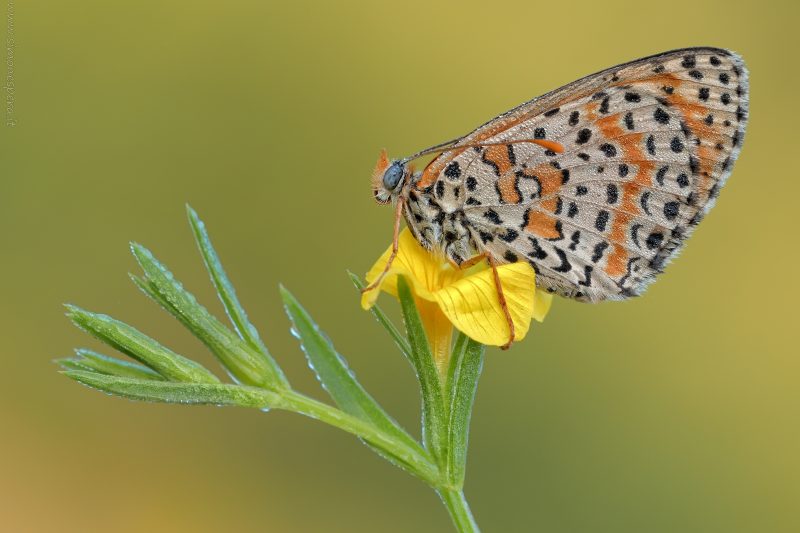 Melitaea didyma (Esper, 1778)