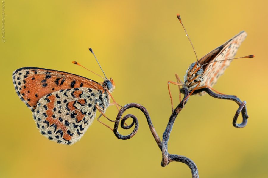 Melitaea didyma (Esper, 1778)