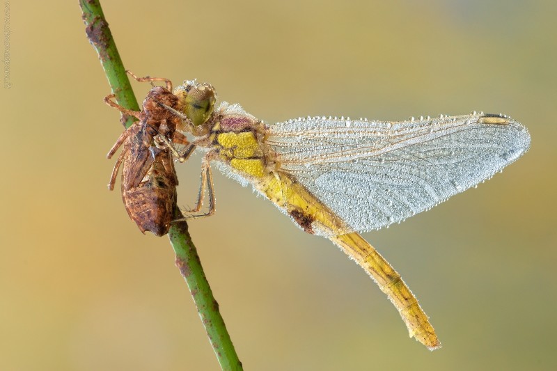Sympetrum striolatum (Charpentier, 1840)