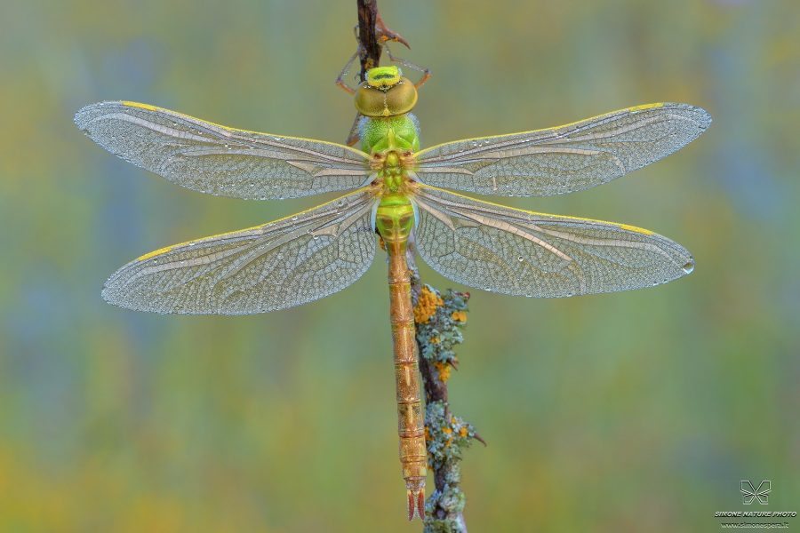 Anax imperator (Leach, 1815)