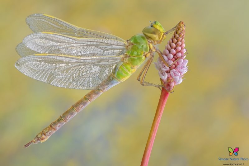 Anax imperator (Leach, 1815)