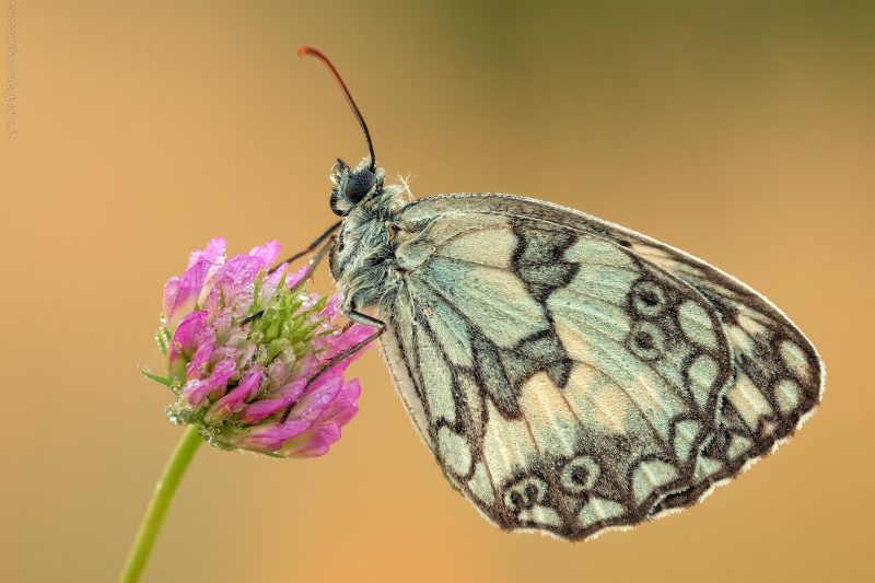 Melanargia galathea (Linnaeus, 1758)