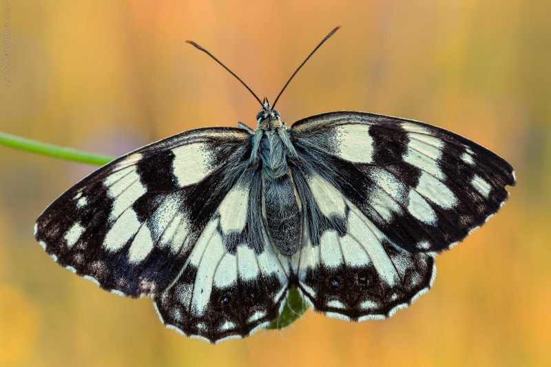 Melanargia galathea (Linnaeus, 1758)