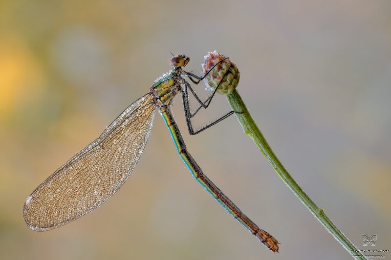 Calopteryx splendens (Harris, 1780)