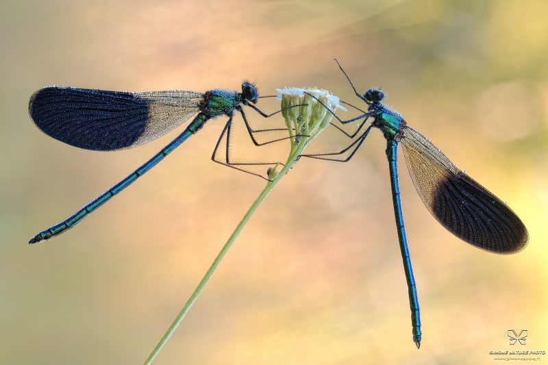 Calopteryx splendens (Harris, 1780)