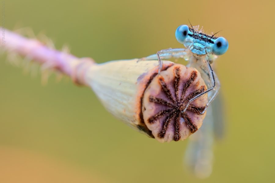 Ischnura elegans (Vander Linden, 1820)