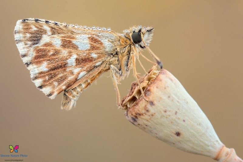 Pyrgus malvae (Linnaeus, 1758)