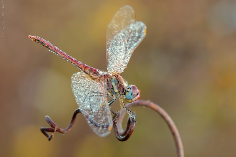 Sympetrum fonscolombii (Selys, 1840)