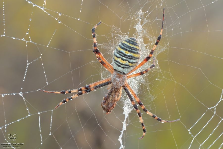 Argiope bruennichi (Scopoli, 1772) + preda