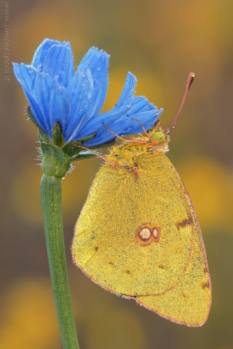 Colias crocea (Fourcroy, 1785)