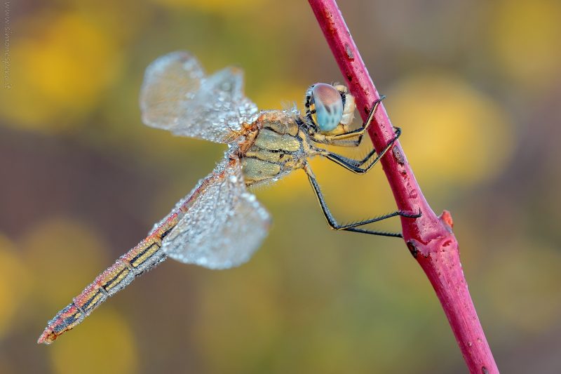 Sympetrum fonscolombii (Selys, 1840)