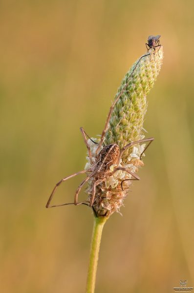 Opiliones sp. + mosca