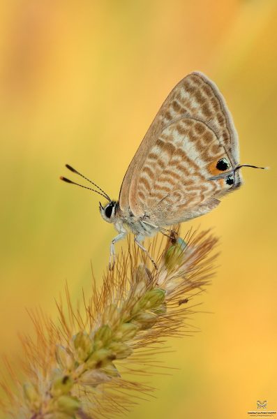 Lampides boeticus (Linnaeus, 1767)