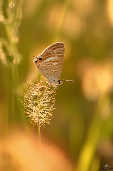 Lampides boeticus (Linnaeus, 1767)